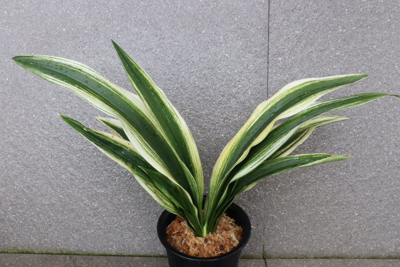 7227,阿賀野川　(あがのがわ）　【はきずはきれとても多い大特価！】※春から秋は生長期なので姿は変わっていきます