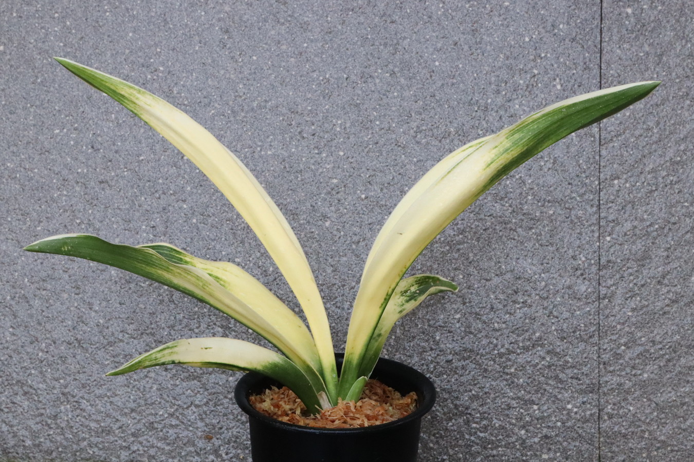 5717,外輪山(がいりんざん)　スパルタ作り！特上柄！　【はきずはきれ非常に多い大特価！】※春から秋は生長期なので姿は変わっていきます