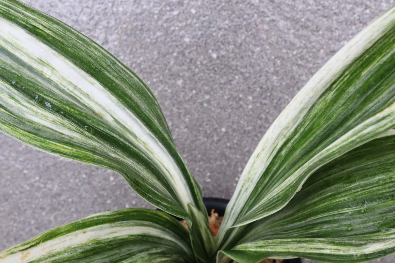 6567,讃岐富士(さぬきふじ)　斑よい立ち葉性！良くできそう　【12万→はきずはきれ非常に多い大特価！】※春から秋は生長期なので姿は変わっていきます