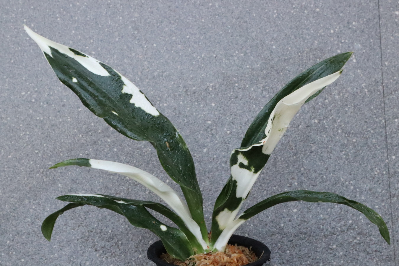 6081,整理品BC級品　江戸　文鳥丸(ぶんちょうまる)　【はきずはきれ多い大特価】※春から秋は生長期なので姿は変わっていきます