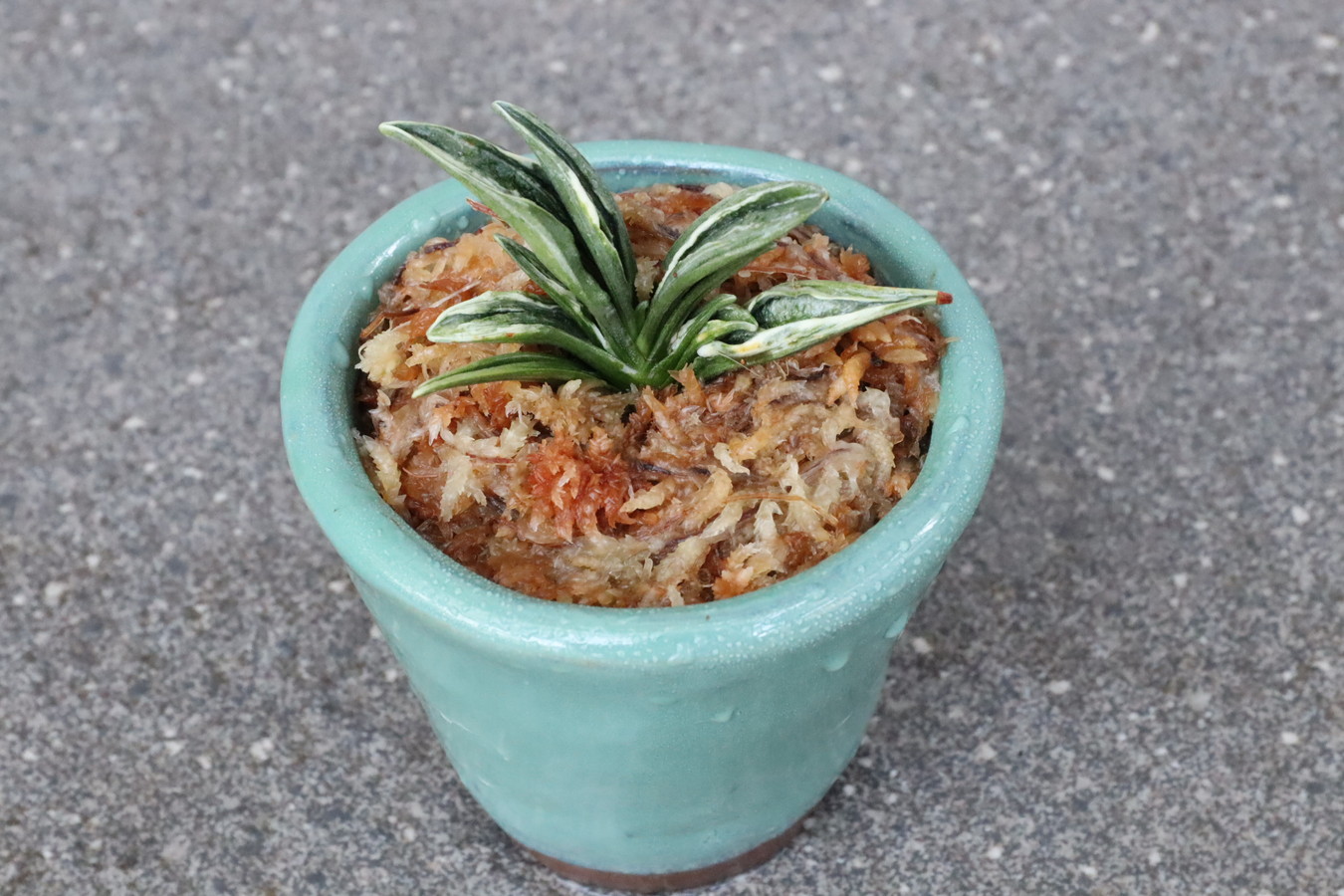 5504,家康の厄除け萬年青　瑞泉(ずいせん)　葉芸最上！　【はきずはきれとても多い大特価！】※春から秋は生長期なので姿は変わっていきます