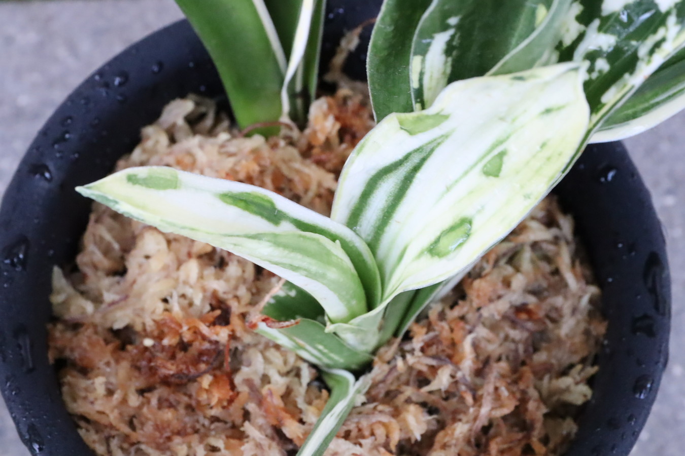 8500,長寿の誉（仮）希少！　珍品　図性最上！　【はきずはきれ多い大特価】※春から秋は生長期なので姿は変わっていきます