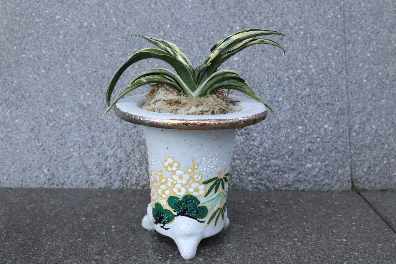 6943,峻渓(しゅんけい)　吉祥の松竹梅　【はきずはきれ大特価！】※春から秋は生長期なので姿は変わっていきます