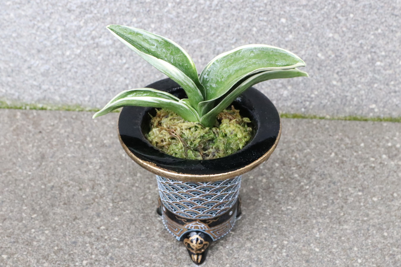 5119,【開運萬年青・青海波：永遠に良いことが続く】　お多福(おたふく)　【NHK趣味の園芸出演木！】【はきずはきれ多い大特価！】※春から秋は生長期なので姿は変わっていきます