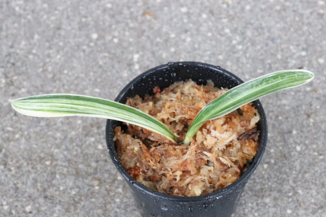 7235,褥錦(しとねにしき)　縞覆輪　縞最上！【小苗特価！根少ない特価！はきずはきれ多い大特価！!】※春から秋は生長期なので姿は変わっていきます