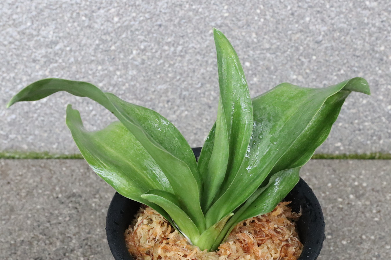 5823,熊谷MR9-22×春風賀松7号　5本前後？　【はきずはきれ多い大特価！】※春から秋は生長期なので姿は変わっていきます