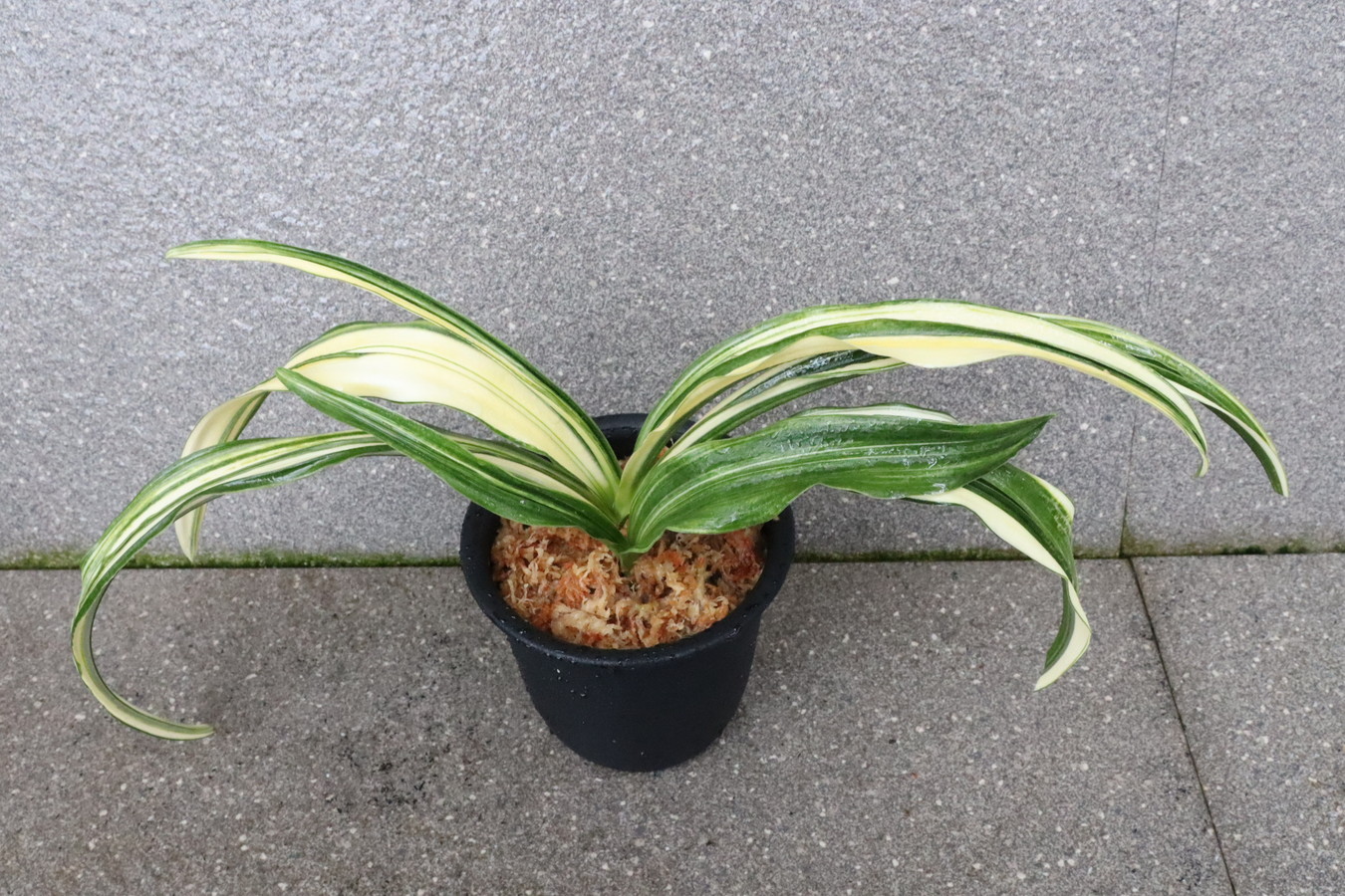 7244,加藤二面　来歴、数不明　【根少ない特価！はきずはきれとても多い大特価！】※春から秋は生長期なので姿は変わっていきます