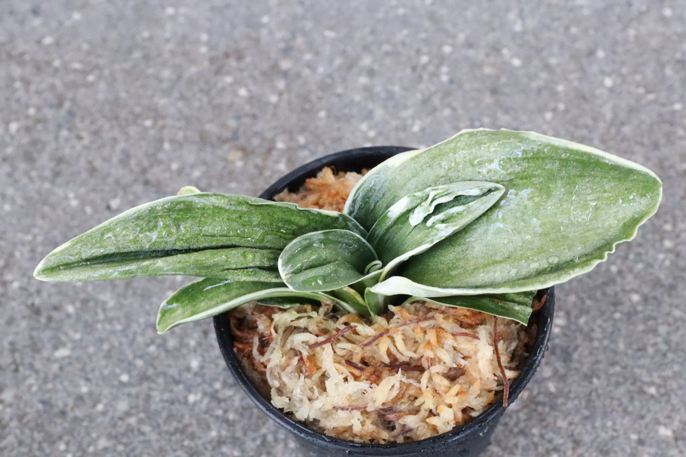 6756,力和(りきわ)　全国大会や総理大臣狙える系統　特上覆輪　葉芸凄まじい全国トップ系統！　【はきずはきれ多い大特価！！！】※春から秋は生長期なので姿は変わっていきます