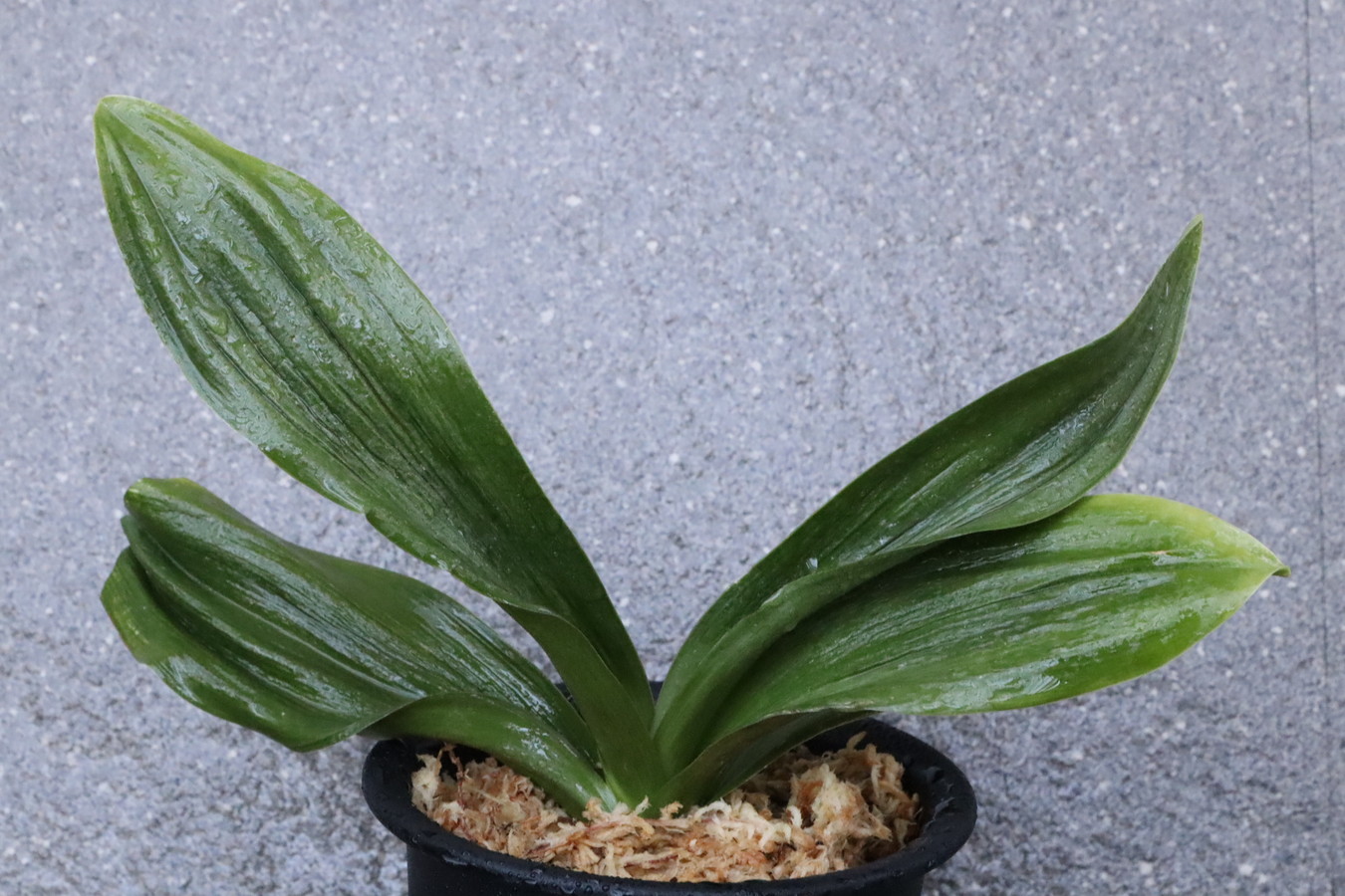 7239,伊豆玉竜(いずたまりゅう、いずぎょくりゅう)　太陽、琴治、琴宝を狙える実親！【はきずはきれ非常に多い大特価】　※春から秋は生長期なので姿は変わっていきます