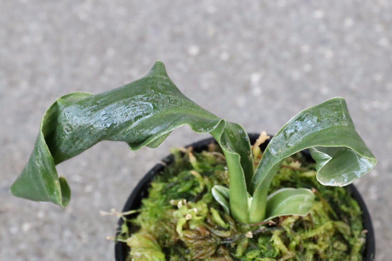 6139,夫婦獅子(めおとじし)　特上芸みせる！全国入賞系統！【希望価格160,000→はきずはきれ多い大特価】※春から秋は生長期なので姿は変わっていきます