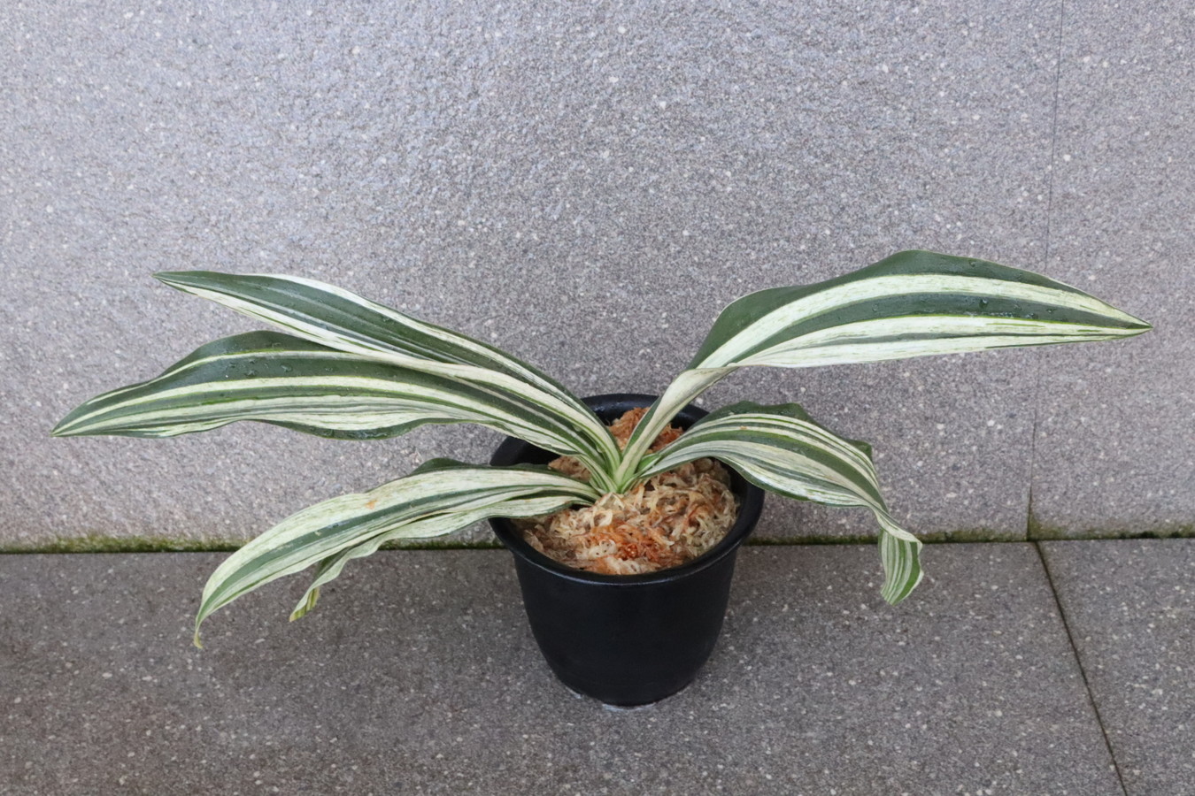 7772,伝説の萬年青　永島(ながしま)　【はきずはきれとても多い大特価】※春から秋は生長期なので姿は変わっていきます