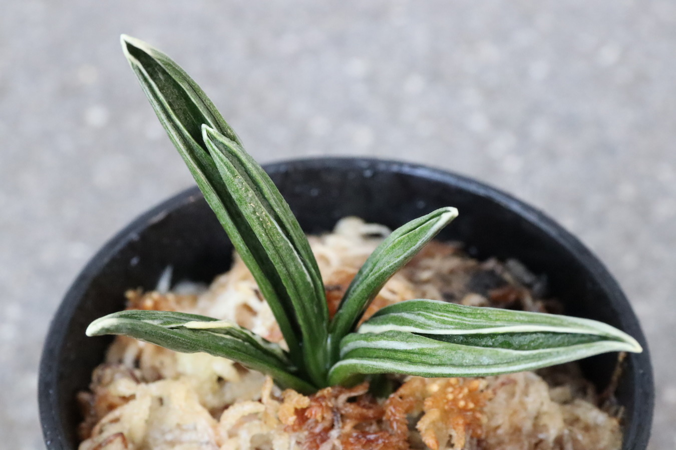 8243,幽谷錦(ゆうこくにしき)　超希少種！　【はきずはきれ多い大特価！】※春から秋は生長期なので姿は変わっていきます