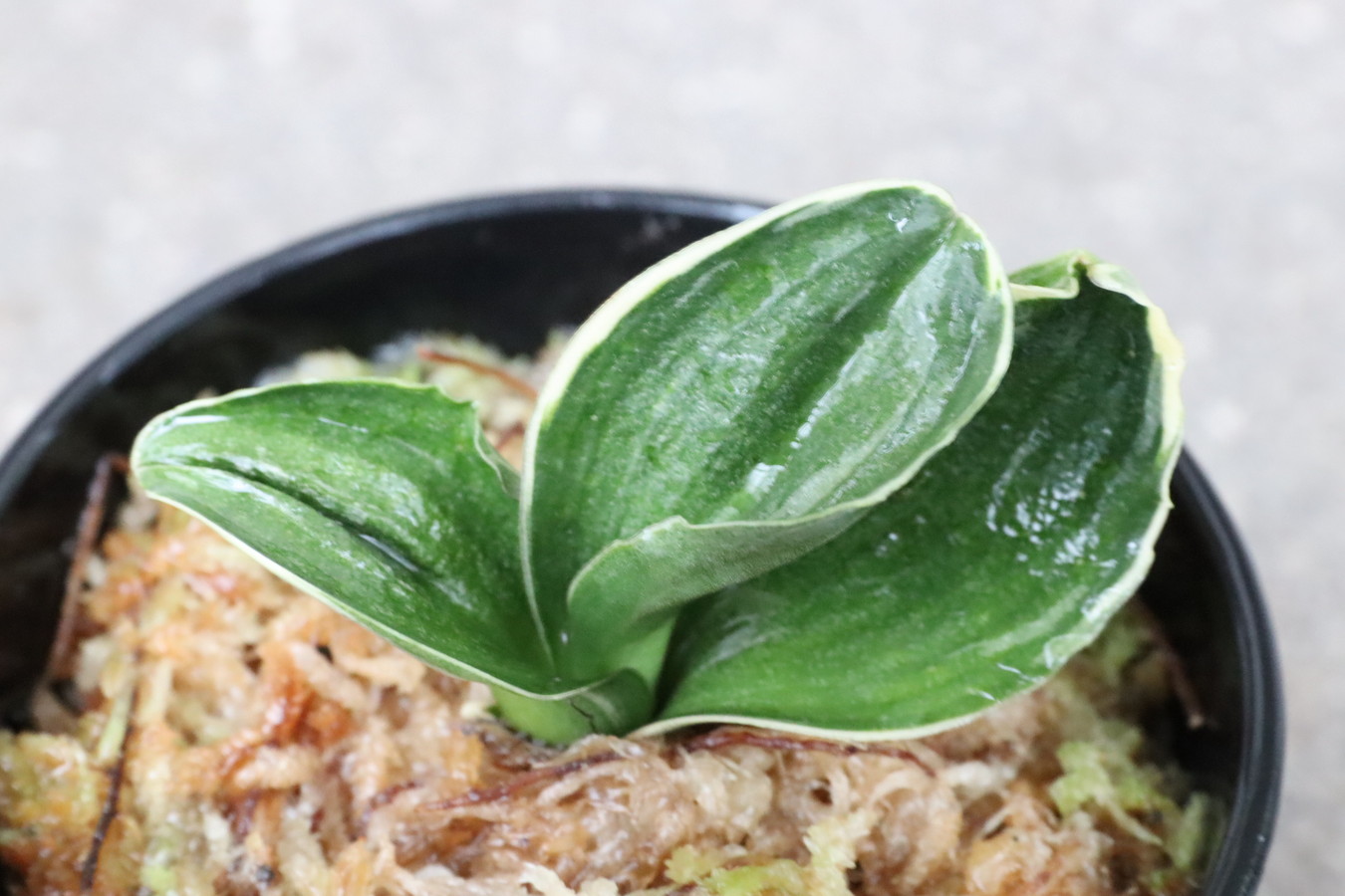 7096,力和(りきわ)　全国大会系統　特上覆輪　葉芸凄まじい　【はきずはきれ多い大特価！】※春から秋は生長期なので姿は変わっていきます