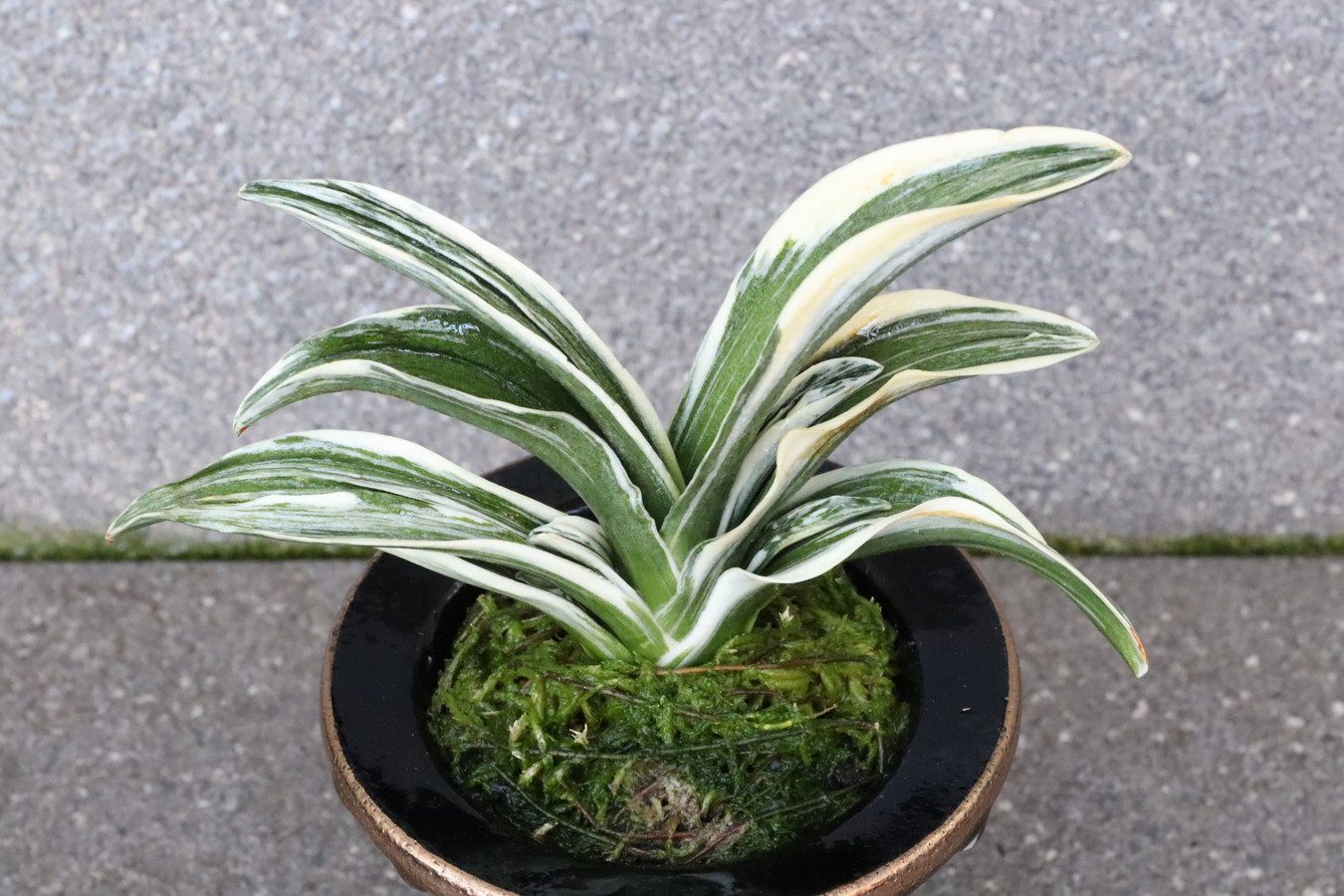 8141,新生殿(しんせいでん)　全国狙える【覆輪特によい】【はきずはきれとても多い特価！】※春から秋は生長期なので姿は変わっていきます