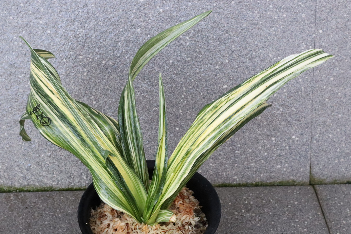 7218,宝上Ⅲ　羅紗親最上級　♂♀【はきずはきれ多い大特価】※春から秋は生長期なので姿は変わっていきます