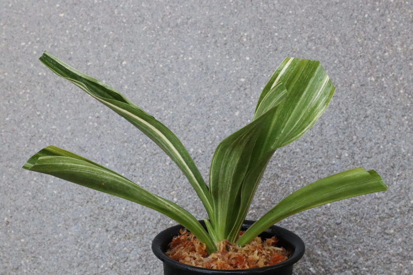 6655,整理品BC級品　大錦実生　【はきずはきれ特価！】※春から秋は生長期なので姿は変わっていきます