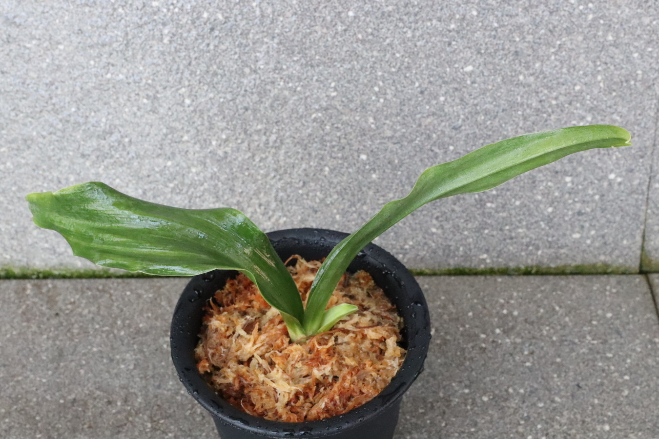 7254,富士3号実生　数本物　【はきずはきれ多い大特価】※春から秋は生長期なので姿は変わっていきます