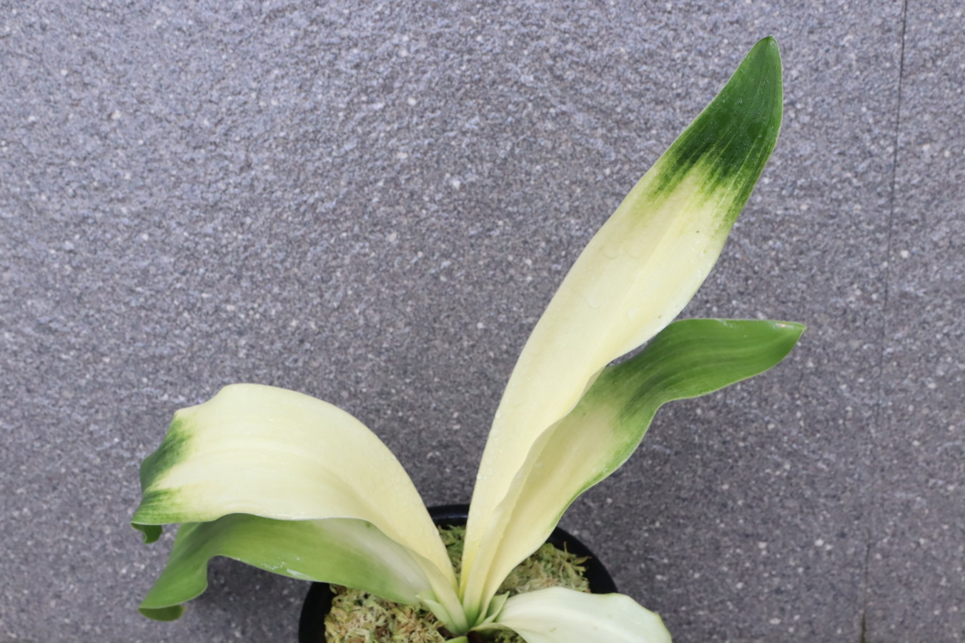 5611,整理品特価！　吾平の光(あいらのひかり)　曙特上！【はきずはきれ非常に多い大特価！】※春から秋は生長期なので姿は変わっていきます