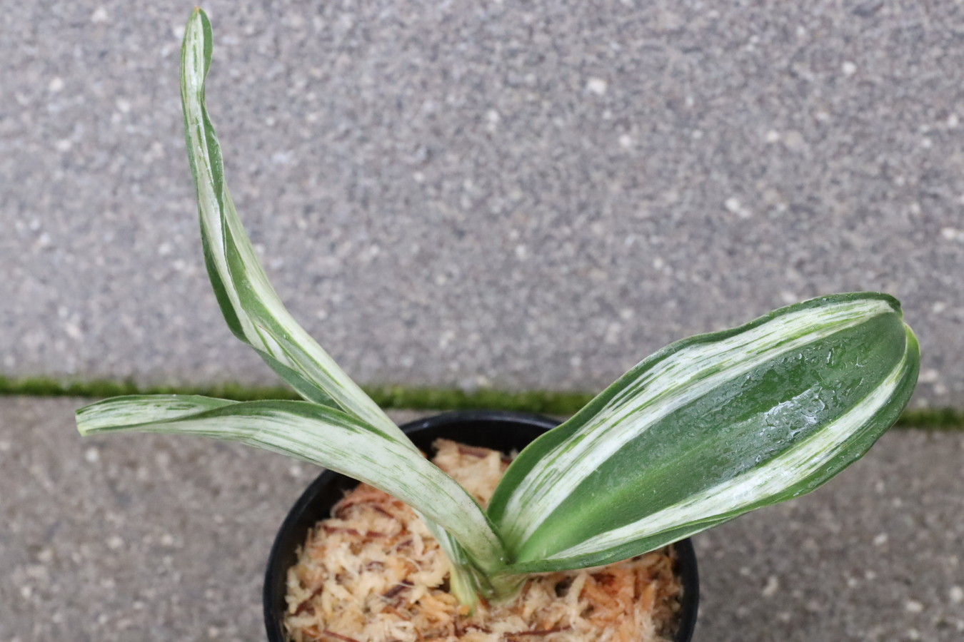 6149,整理品BC級品　千代田の松(ちよだのまつ)　【はきずはきれ大特価】※春から秋は生長期なので姿は変わっていきます