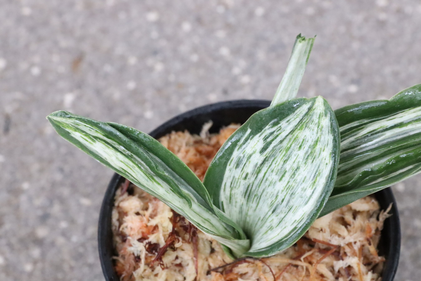 7266,整理品BC級品　千代田実生　数不明　【はきずはきれとても多い大特価】※春から秋は生長期なので姿は変わっていきます