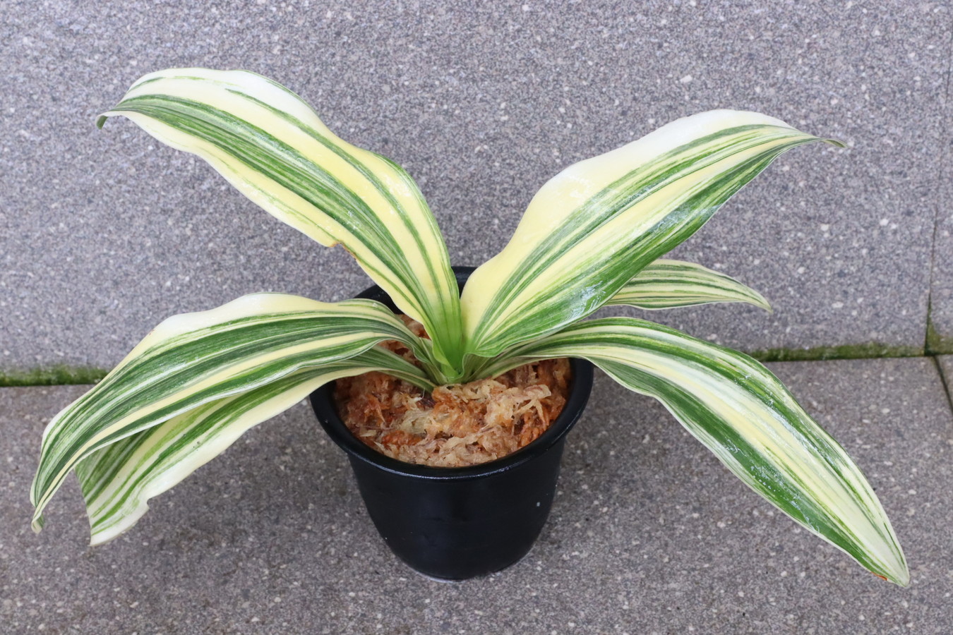 5185,BO10×丸小　数不明　幅広特上縞　【はきずはきれ非常に多い大特価！】※春から秋は生長期なので姿は変わっていきます