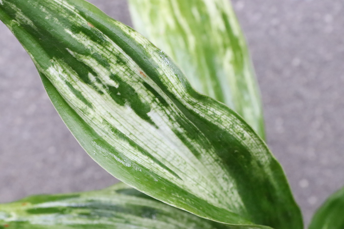 5048,　大葉　松島残雪(まつしまざんせつ)　【はきずはきれ非常に！多い大特価！】※春から秋は生長期なので姿は変わっていきます