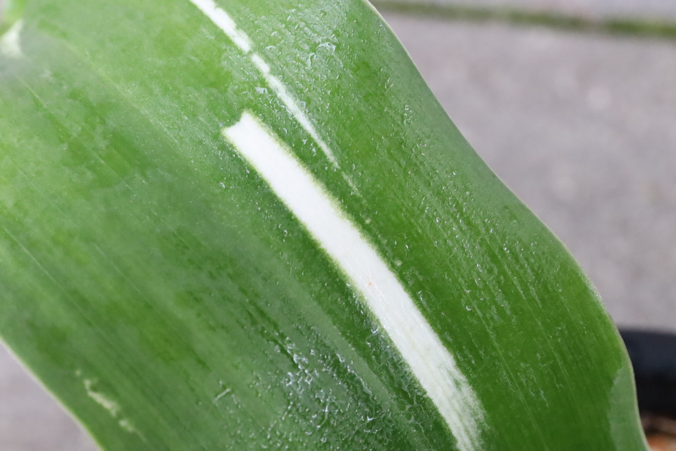 5601,残雪(ざんせつ)　特級　江戸　【全国大会トップ系統】【はきずはきれ多い大特価！】※春から秋は生長期なので姿は変わっていきます