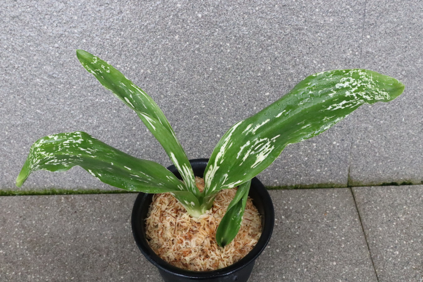 5674,残雪(ざんせつ)　特級　江戸　【はきずはきれ多い大特価！】　※春から秋は生長期なので姿は変わっていきます