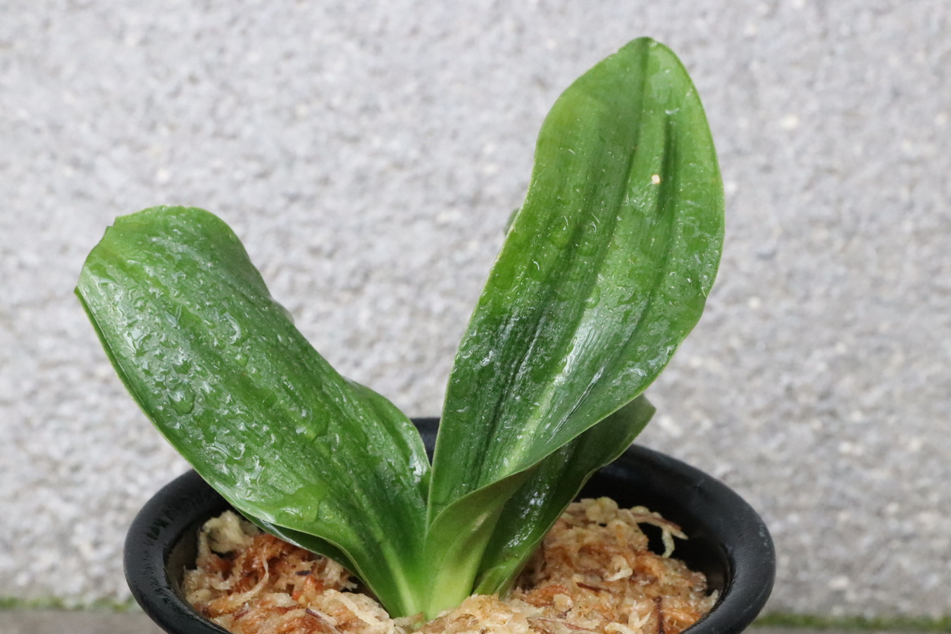 7455,伊豆玉竜(いずたまりゅう、いずぎょくりゅう)　太陽、琴治、琴宝を狙える実親！【根少ない特価！はきずはきれ非常に多い大特価】　※春から秋は生長期なので姿は変わっていきます