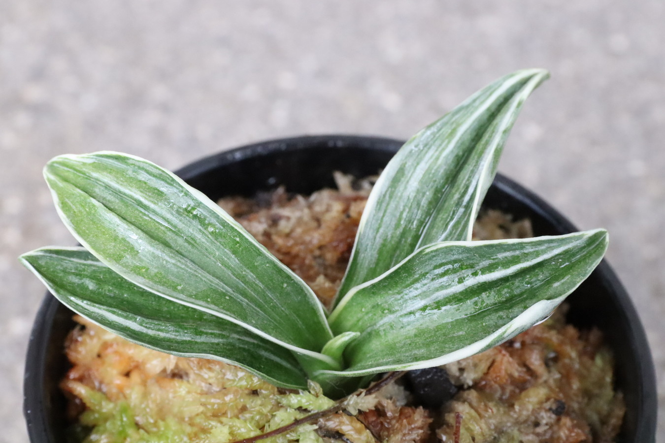 8191,双天(そうてん)　特上系統　特上覆輪　【全国トップ系統！】【はきずはきれ特価！】　※春から秋は生長期なので姿は変わっていきます