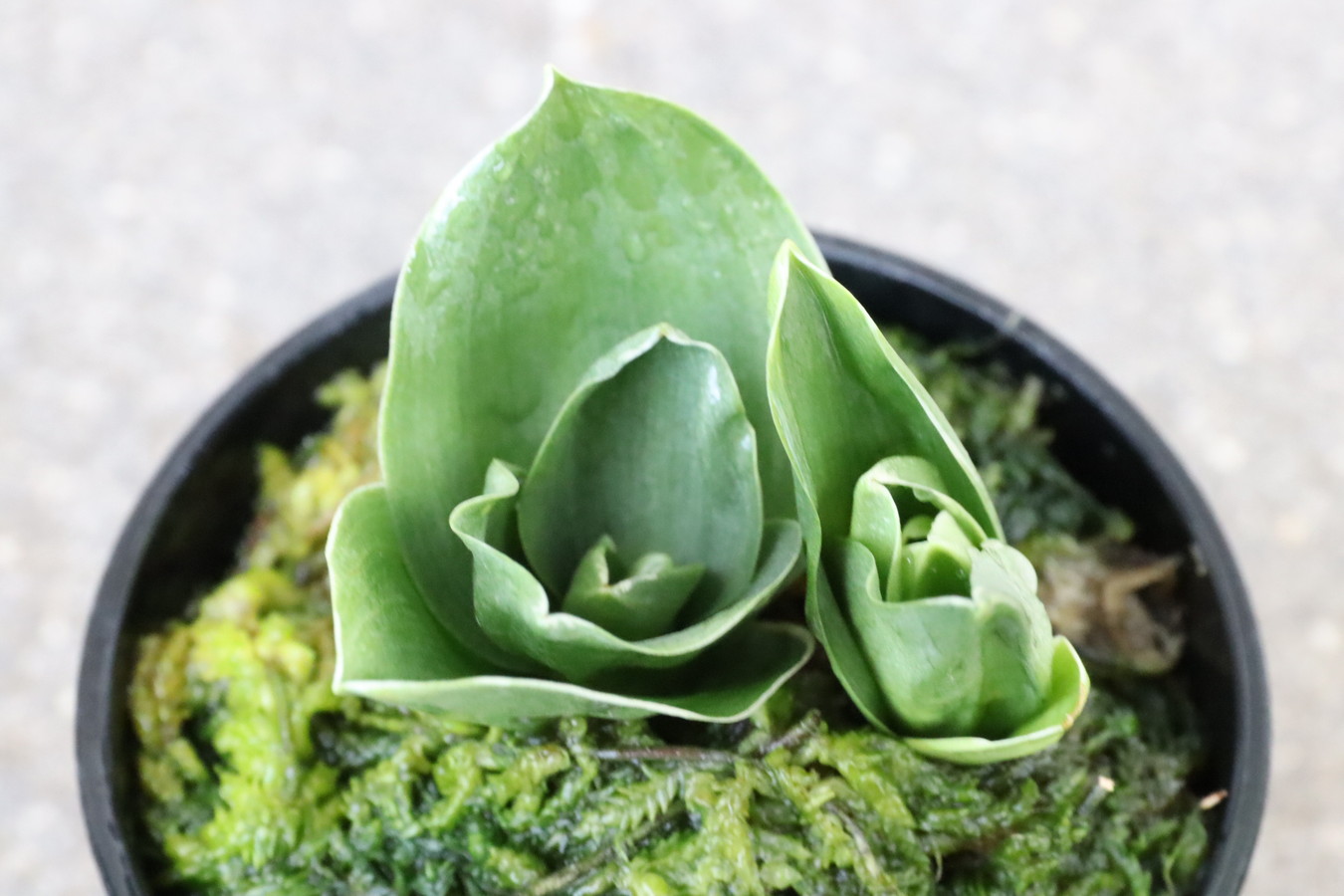 6908,江戸　福包(ふくづつみ)　【根少ない整理品特価！はきずはきれとても多い大特価！】※春から秋は生長期なので姿は変わっていきます