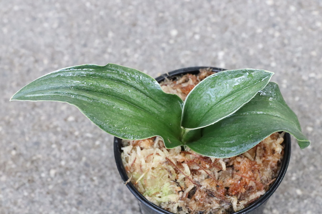 5363,嶺雲(りょううん)　【はきずはきれ多い大特価！】　※春から秋は生長期なので姿は変わっていきます