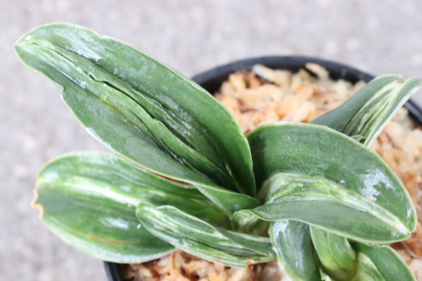 7707,【整理品特価！】千代田A(仮？)　数不明　芸・斑特上！【はきずはきれ非常に多い大特価！】※春から秋は生長期なので姿は変わっていきます