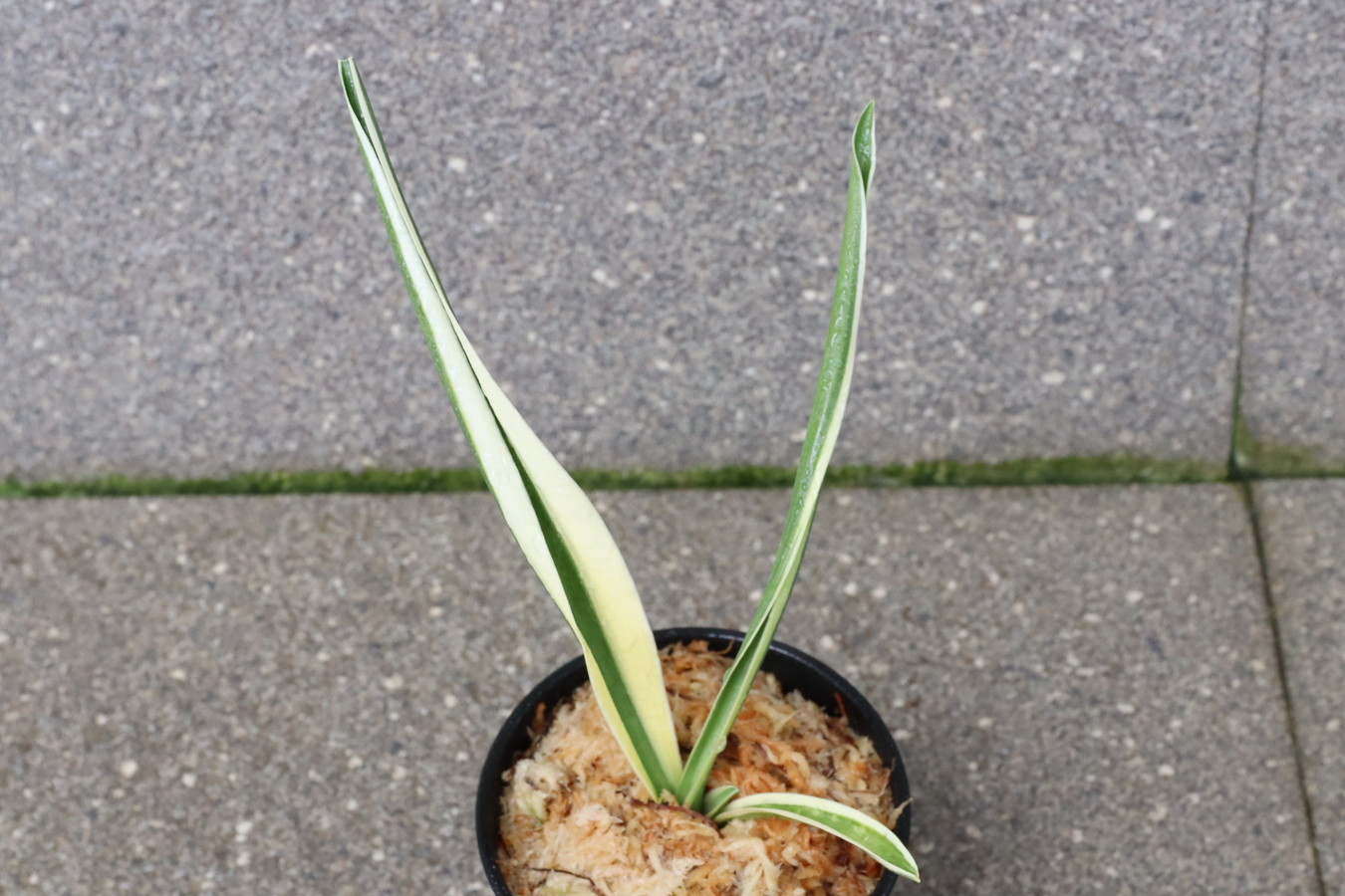 5164,日月星(じつげつせい)　江戸　【はきずはきれとても多い大特価】※春から秋は生長期なので姿は変わっていきます