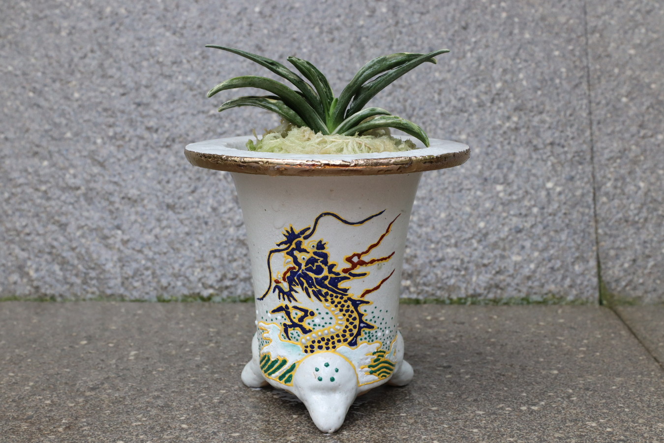 5052,【龍！運気引き寄せる萬年青】 瑞泉(ずいせん)【はきずはきれ多い大特価！】※春から秋は生長期なので姿は変わっていきます