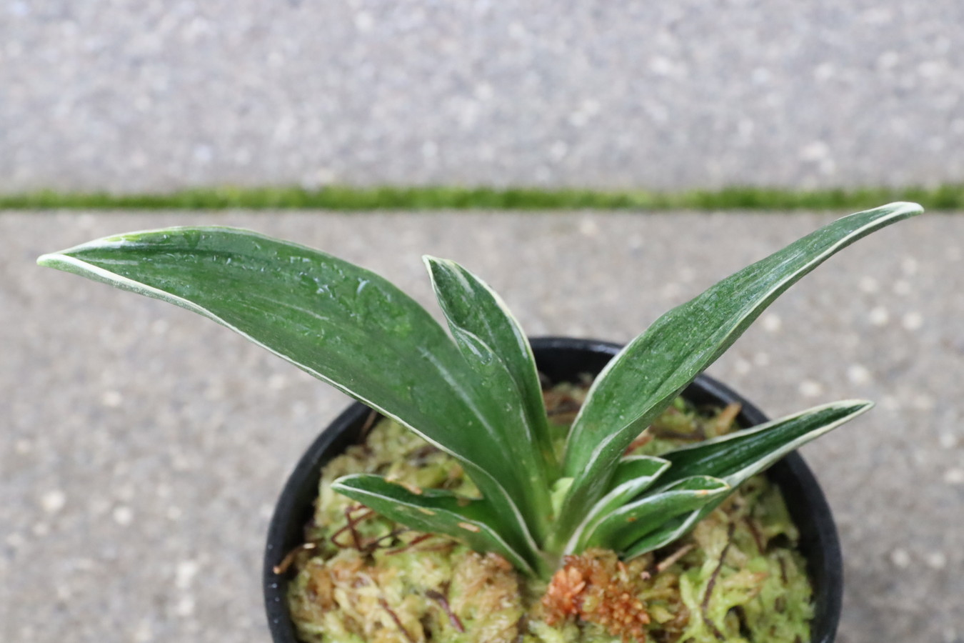 8228,玉輝冠(ぎょくきかん)　【深覆輪特価！】　正統派、王道の羅紗　【はきずはきれとても多い大特価！】※春から秋は生長期なので姿は変わっていきます