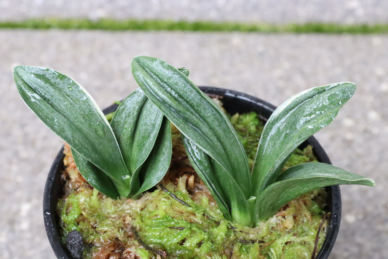 7172,瑞泉(ずいせん)　全国トップ系統力ある　大特価！【鸞山か！？と思わせる葉芸みせる！はきずはきれ非常に多い大特価！】　※春から秋は生長期なので姿は変わっていきます