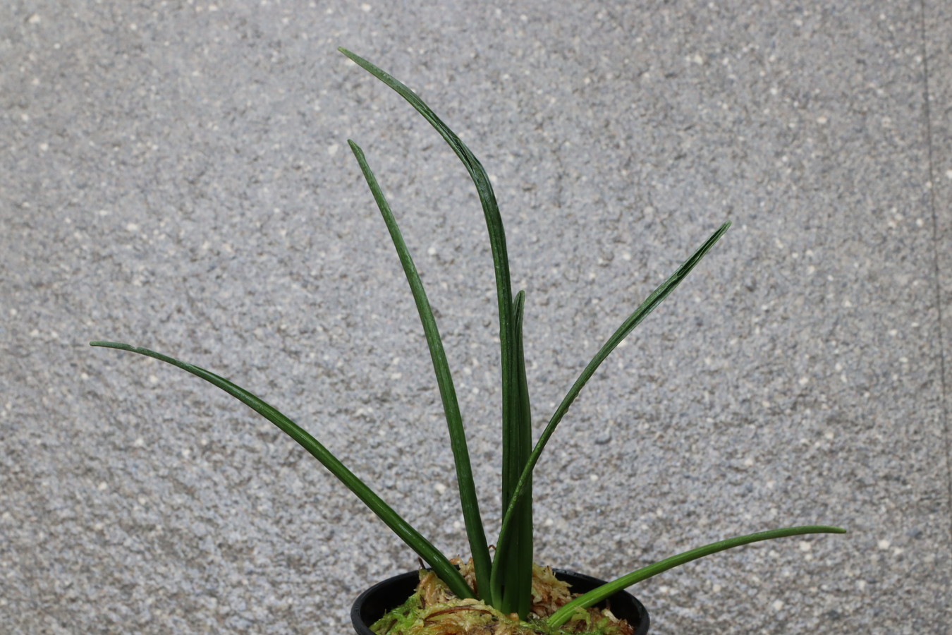 7155,珍奇長寿　来歴、数不明　【はきずはきれとても多い特価！】※春から秋は生長期なので姿は変わっていきます