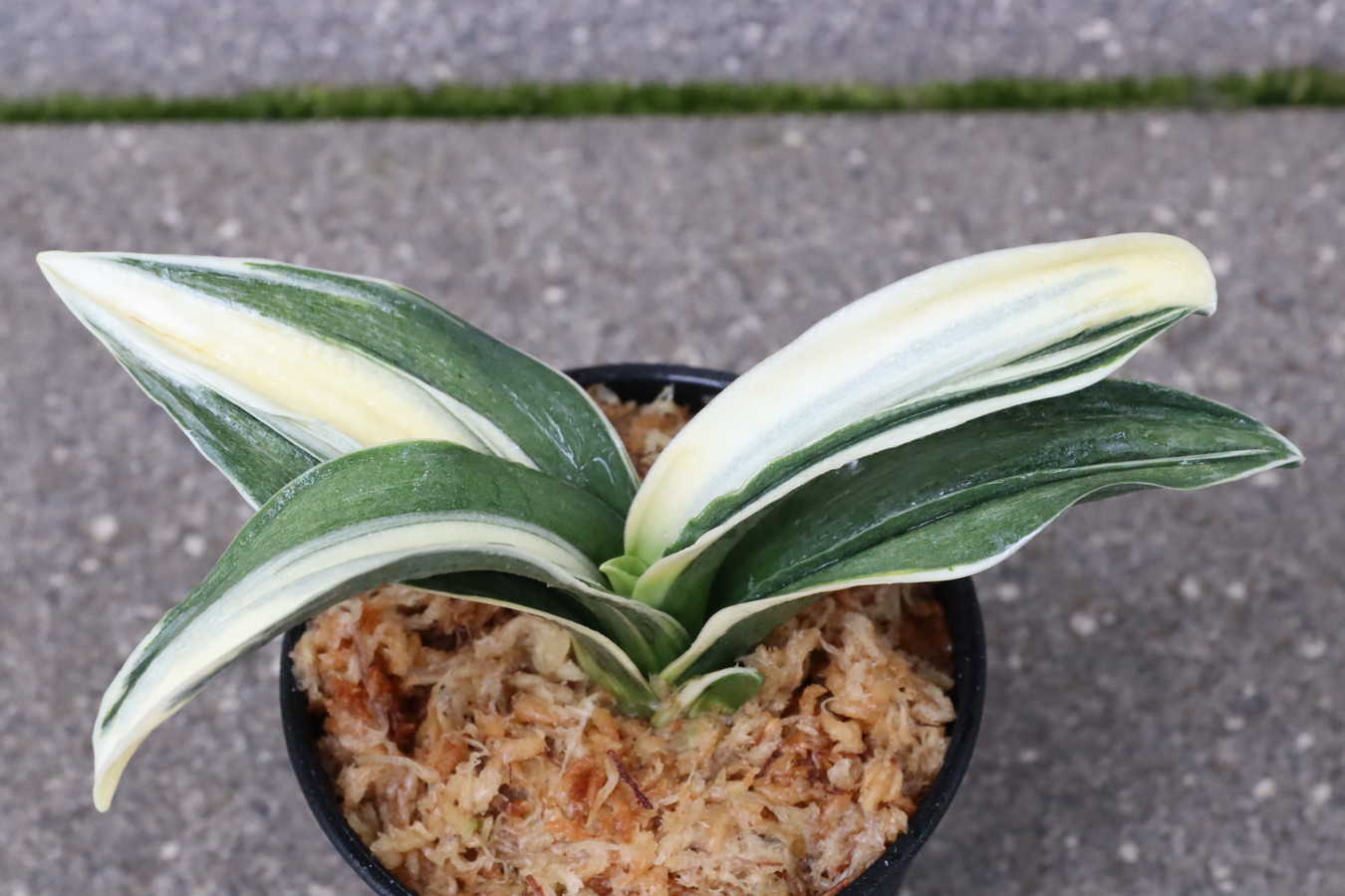 8033,八雲錦(やぐもにしき)　希少種　棒縞？半白？幽霊？大特価！【はきずはきれ多い大特価！】※春から秋は生長期なので姿は変わっていきます