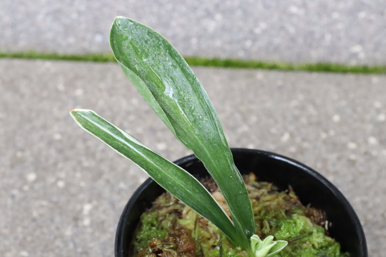 8061,和光錦(わこうにしき)　【はきずはきれ多い大特価】※春から秋は生長期なので姿は変わっていきます