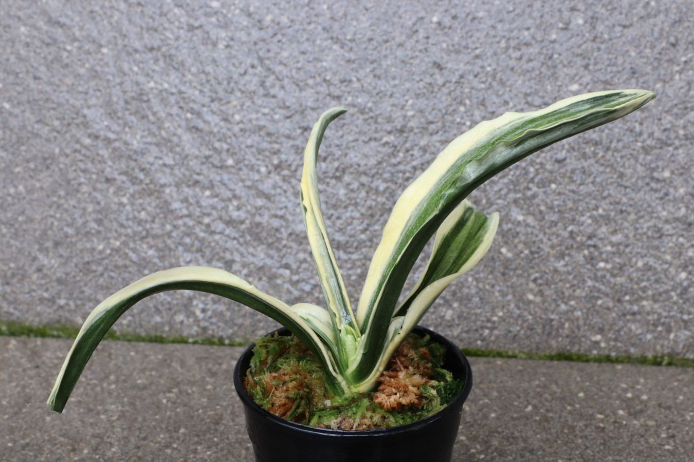 8127,和光錦(わこうにしき)　芸素晴らしい！【力ある！はきずはきれ多い大特価】※春から秋は生長期なので姿は変わっていきます