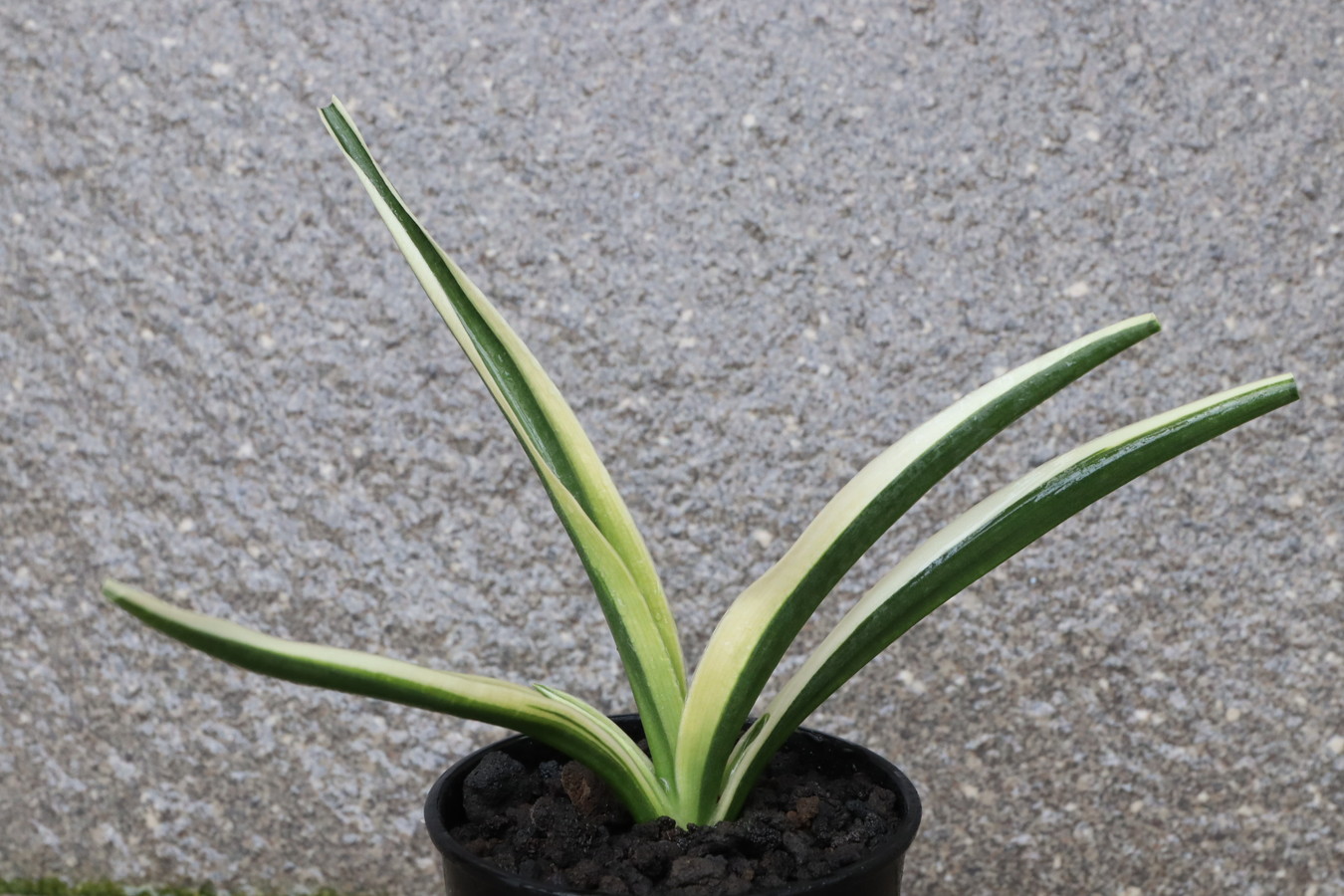 6059,江戸 日月星(じつげつせい) 元地球宝　変化の途中？？！【はきずはきれ非常に多い大特価】※春から秋は生長期なので姿は変わっていきます