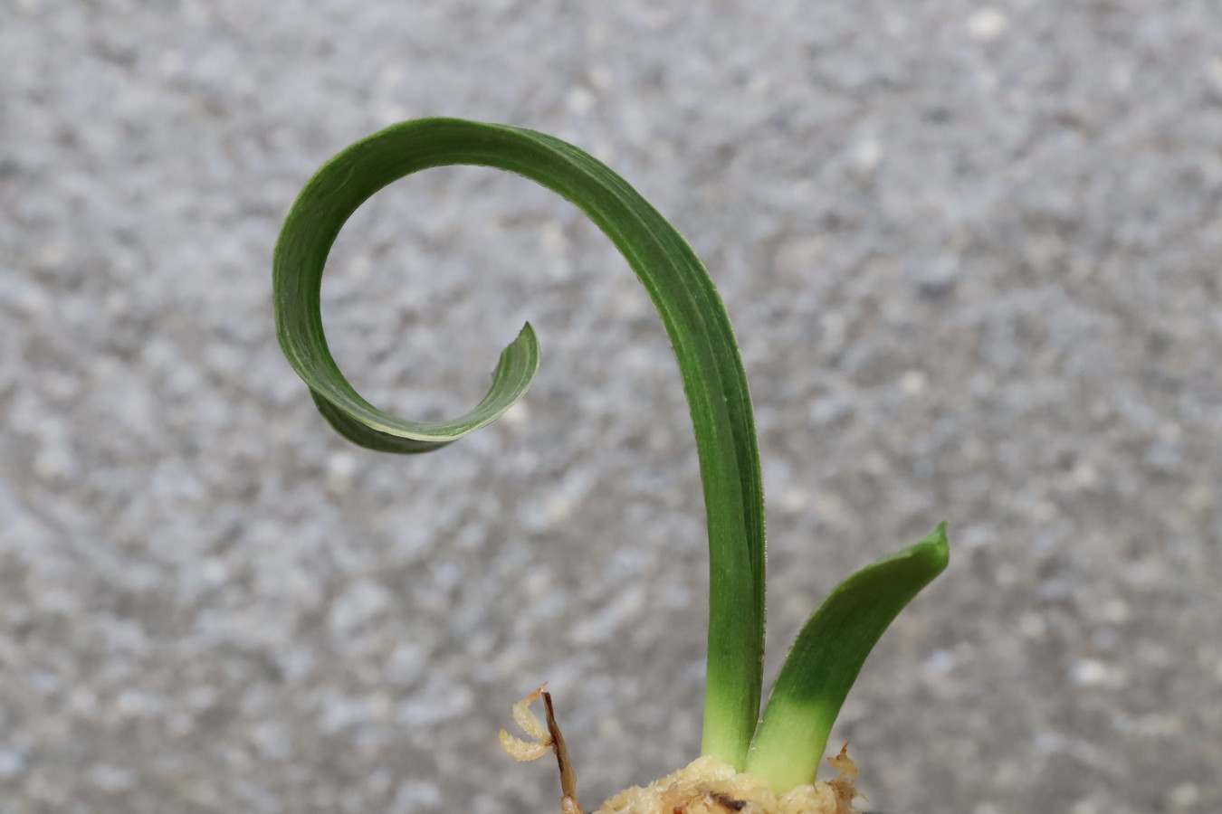 5892,金剛獅子(こんごうじし)　胡麻斑特上！　【はきずはきれ非常に多い大特価！】※春から秋は生長期なので姿は変わっていきます