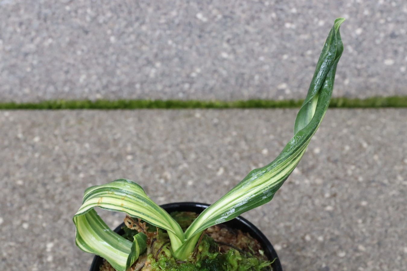 6715,鶴の舞(つるのまい)　特上縞！覆輪狙える！？？　【根少ない特価！はきずはきれ非常に多い大特価！】※春から秋は生長期なので姿は変わっていきます