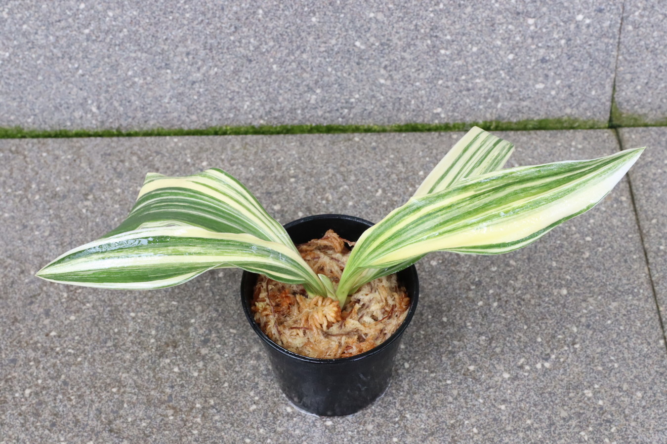 7268,BO10×丸小　数不明　幅広特上縞　【はきずはきれ非常に多い大特価！】※春から秋は生長期なので姿は変わっていきます