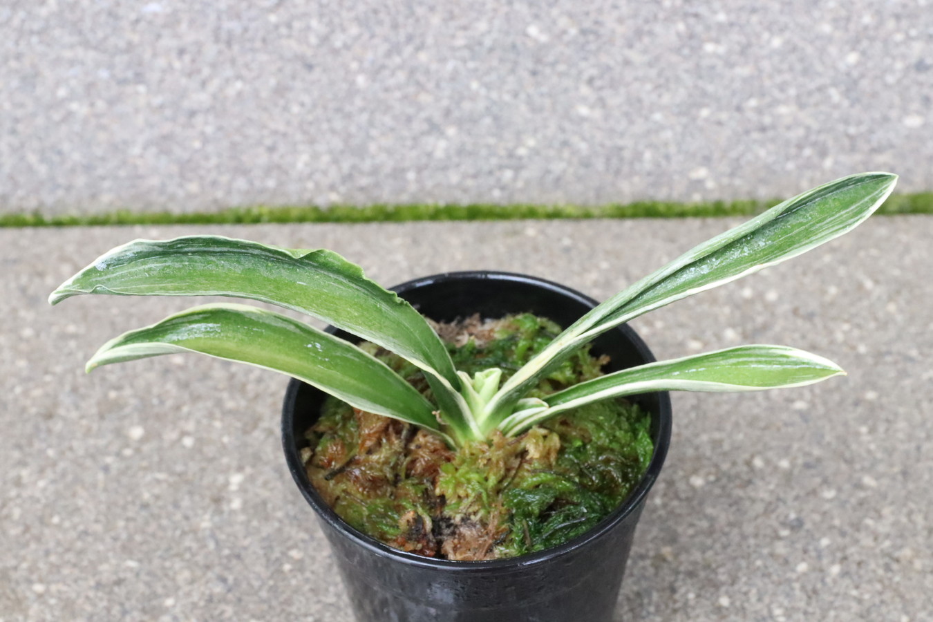 5061,和光錦(わこうにしき)　芸素晴らしい！【力ある！はきずはきれ多い大特価】※春から秋は生長期なので姿は変わっていきます