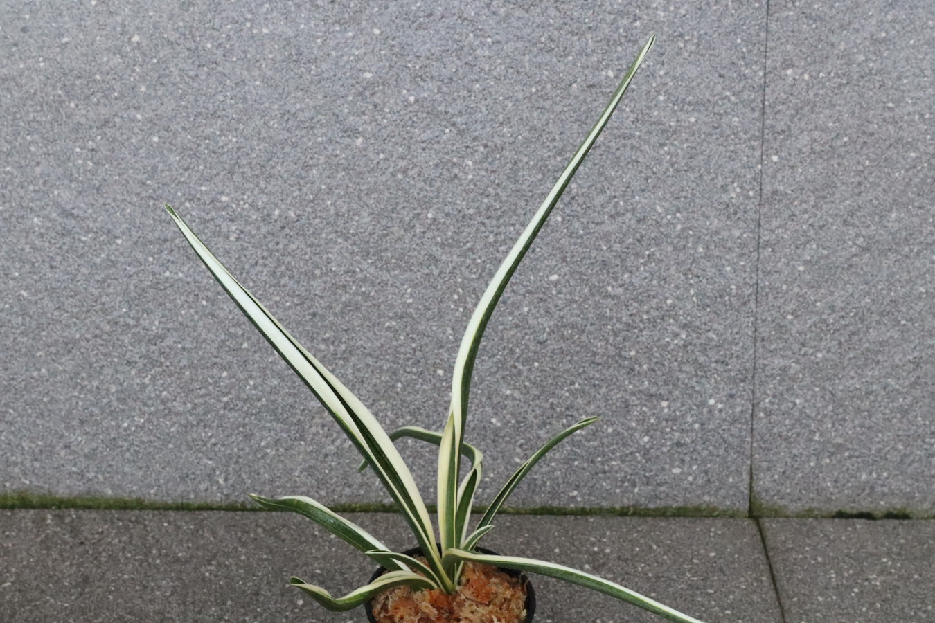 6173,江戸 日月星(じつげつせい)　【台切芋長い特価！はきずはきれ大特価】※春から秋は生長期なので姿は変わっていきます