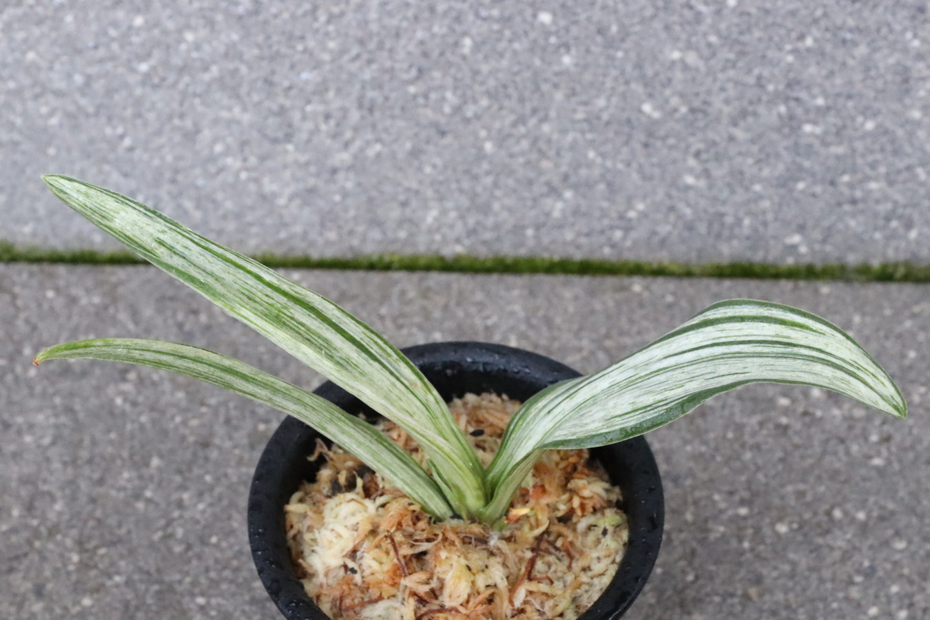 5168,【整理品特価！】千代田実生　数不明　【はきずはきれ多い大特価】※春から秋は生長期なので姿は変わっていきます