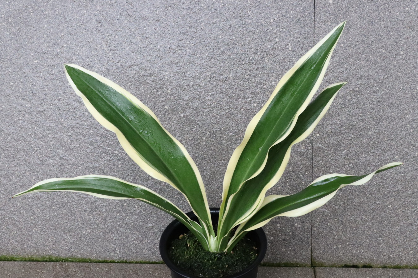 7274,高麗殿(こうらいでん)　【はきずはきれ多い大特価！】※春から秋は生長期なので姿は変わっていきます