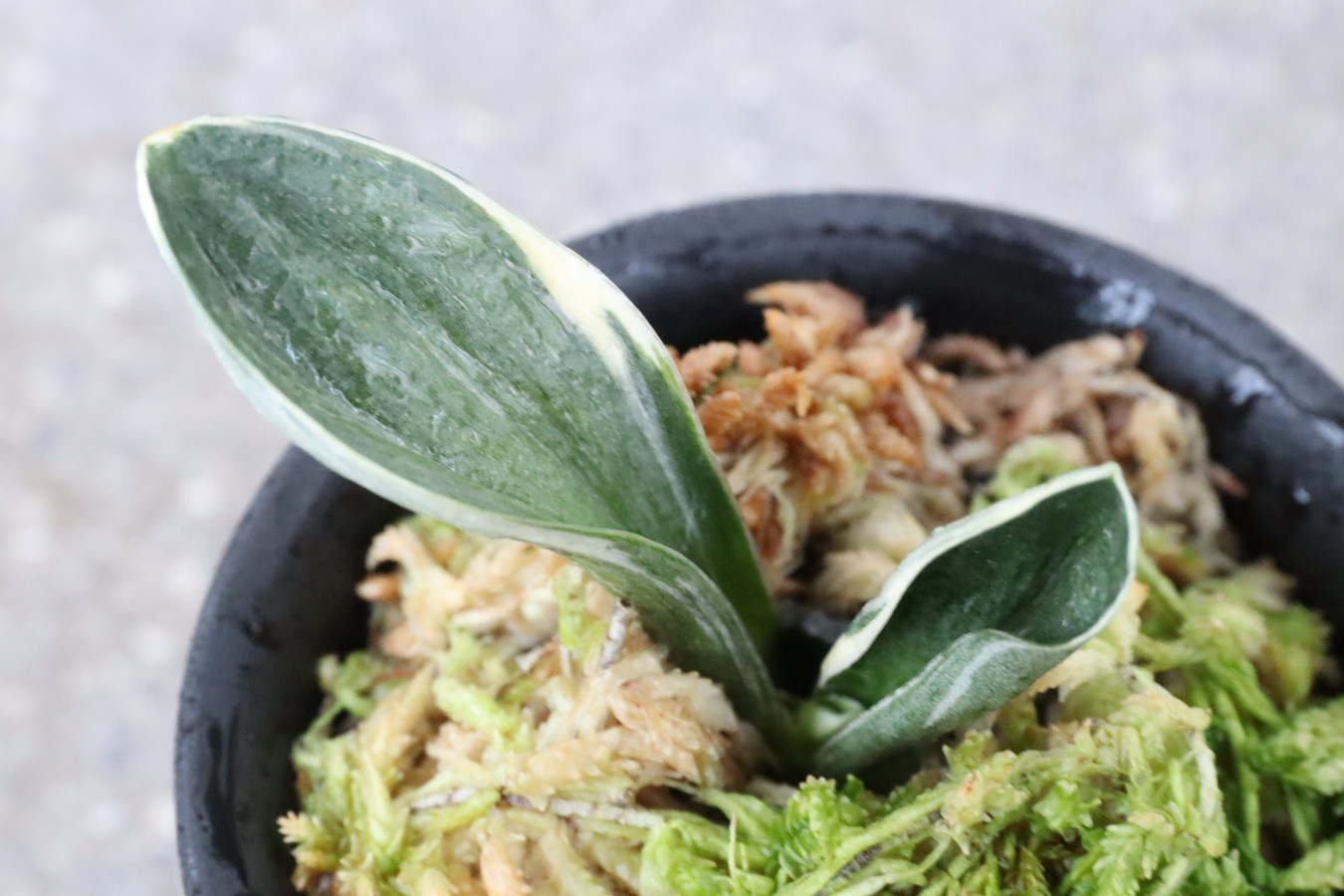 8219,旭翠(きょくすい)　【根少ない小苗特価！はきずはきれ大特価！】※春から秋は生長期なので姿は変わっていきます